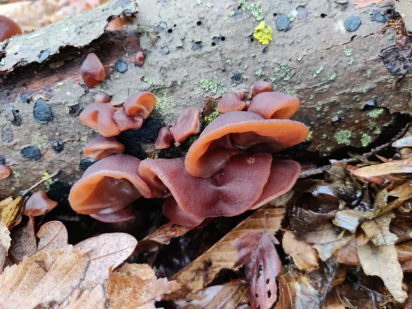 Wood ear mushroom
