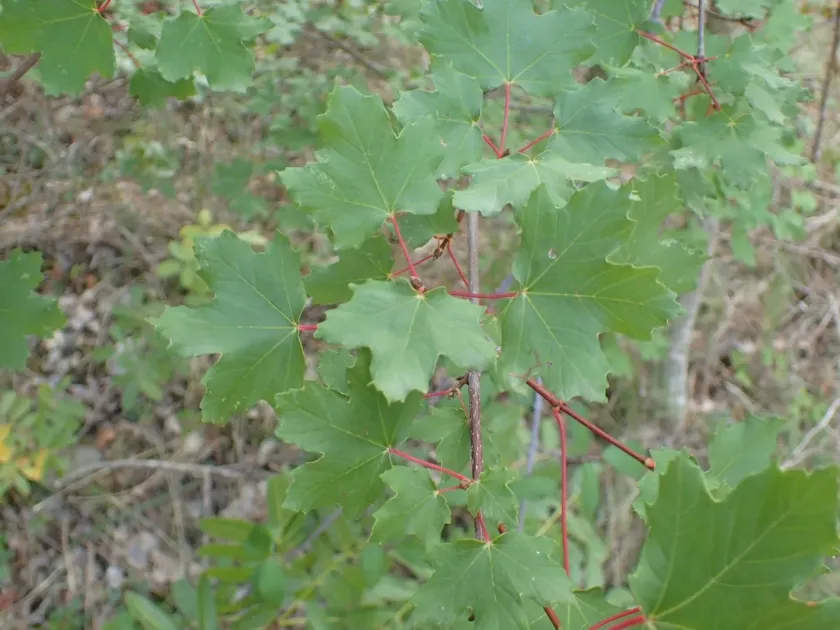 Spanish maple