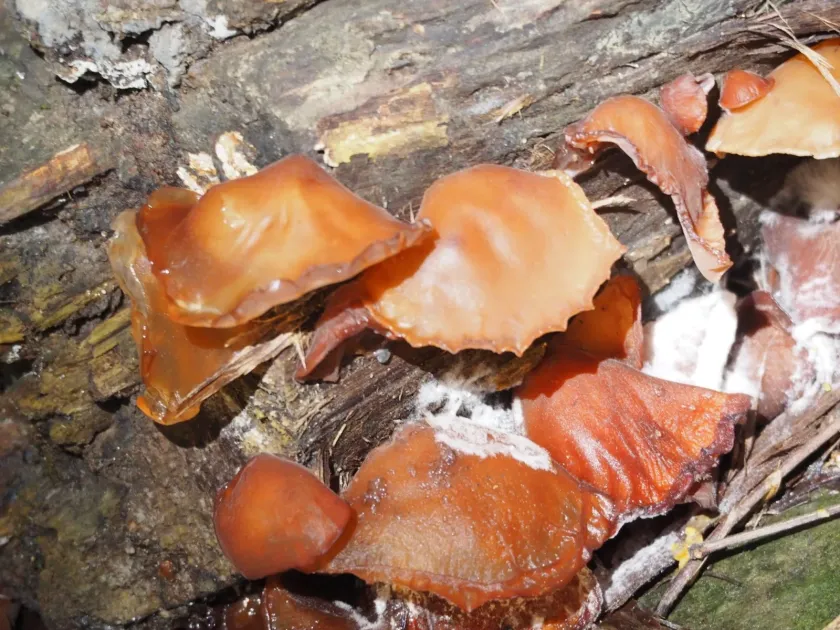 Black wood ear