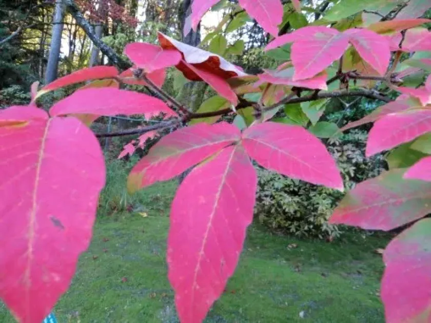 Nikko maple