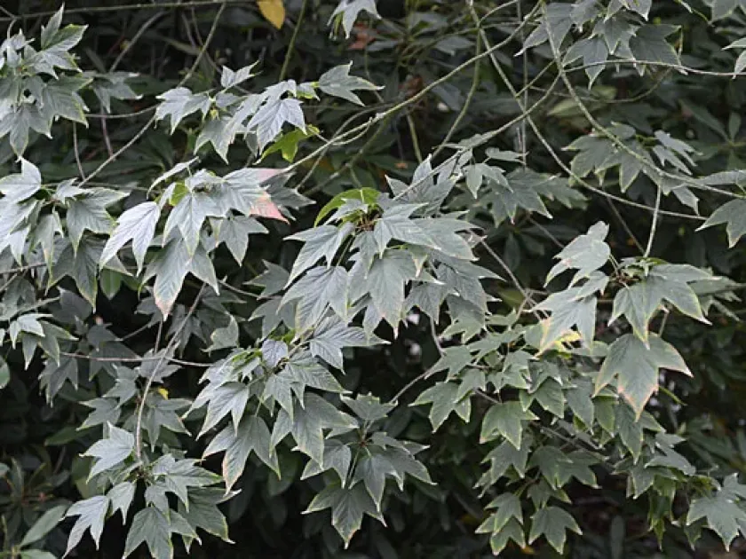 Chinese purple maple