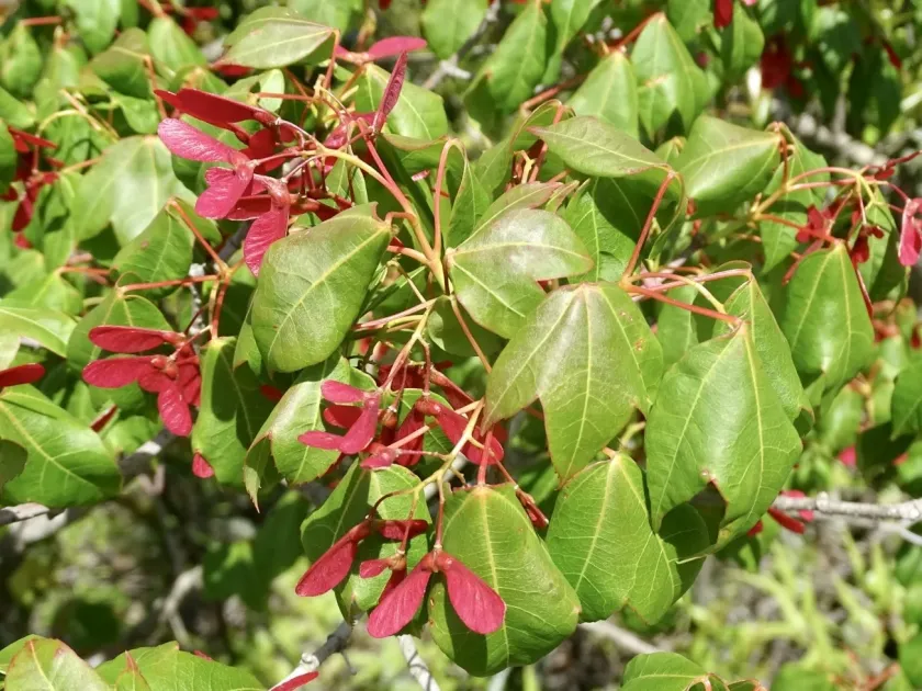 Tutcher's maple