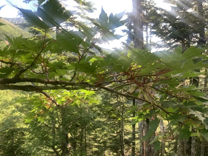Tschonoski maple