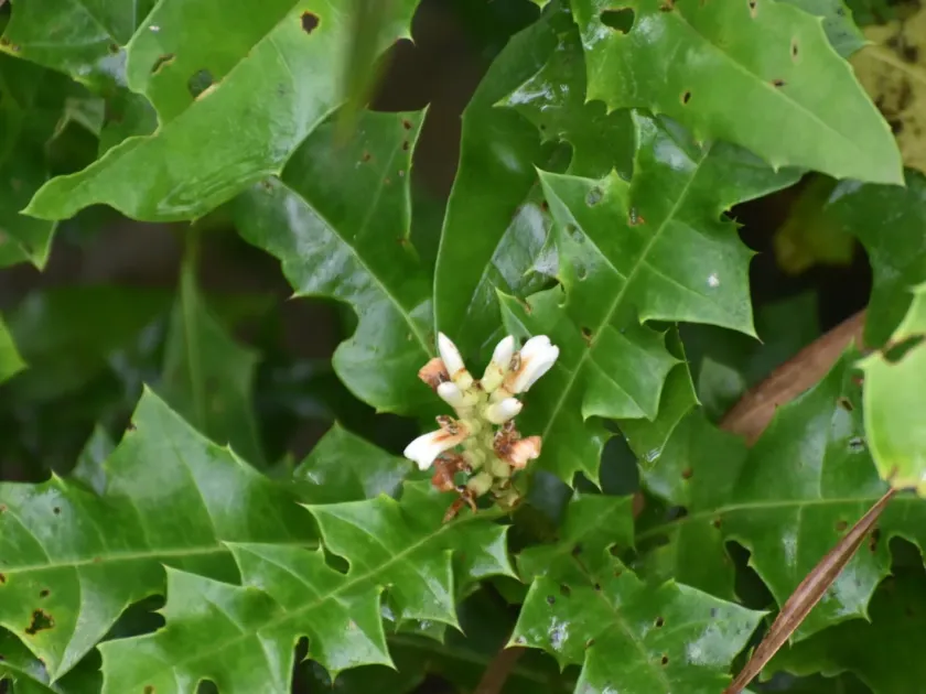 Акант безприквітковий