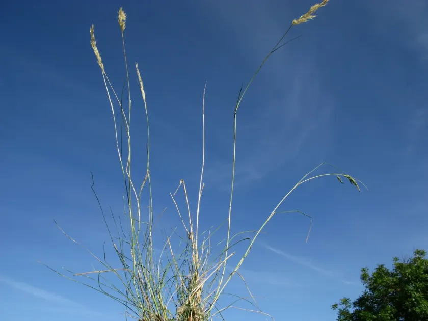 Richardson's Wallaby Grass