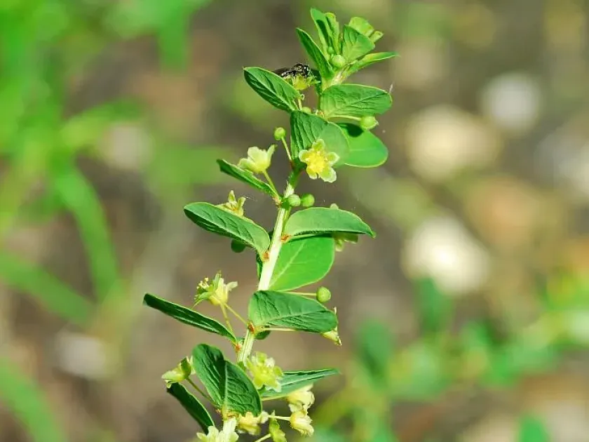 Andrachne cordifolia