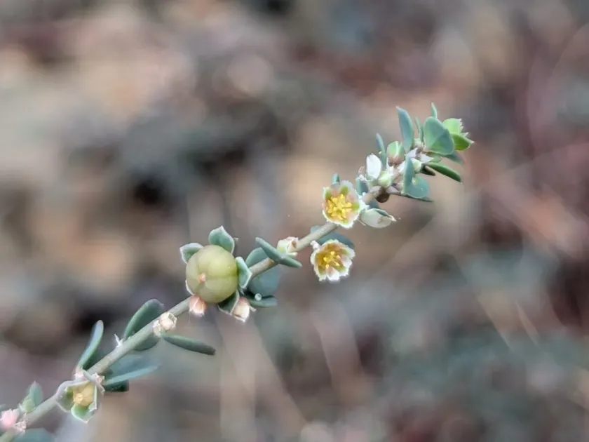 Andrachne telephioides