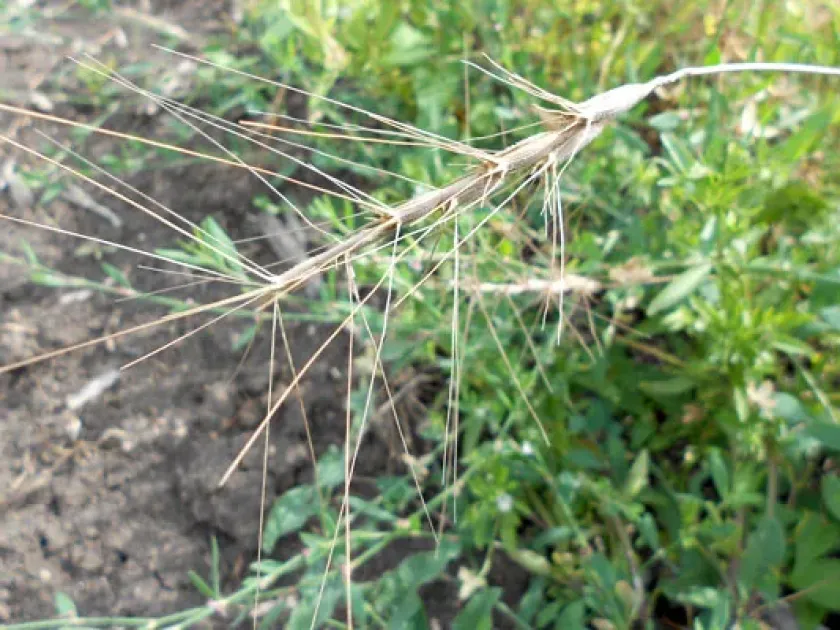 Aegilops tauschii