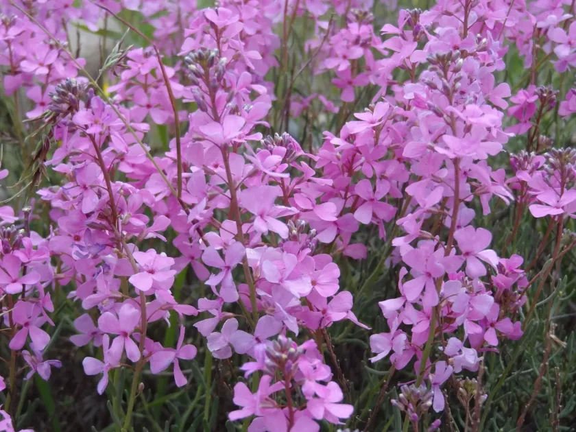 Aethionema grandiflorum