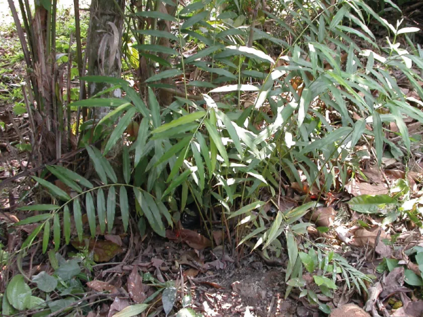 Aframomum subsericeum