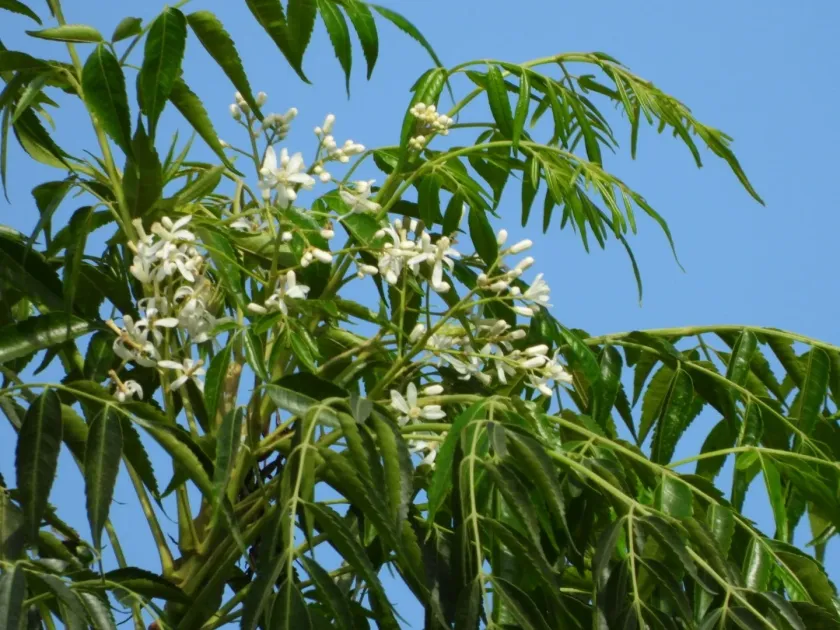 Neem