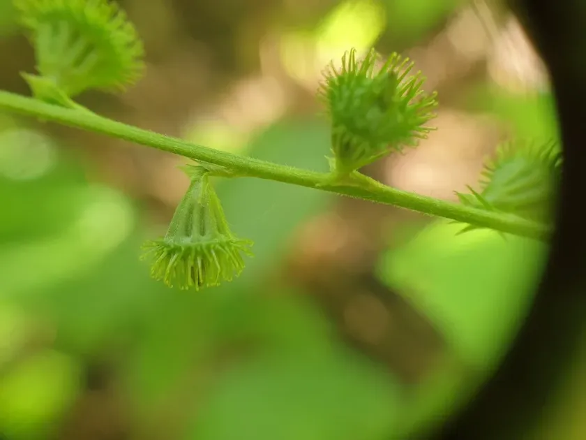 Striped Agrimony