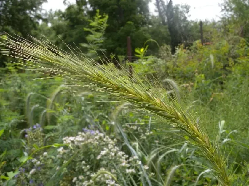 Streambank wheatgrass