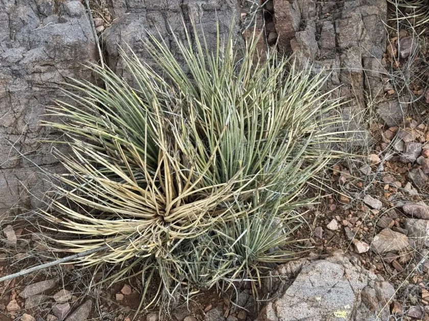 Schott's agave