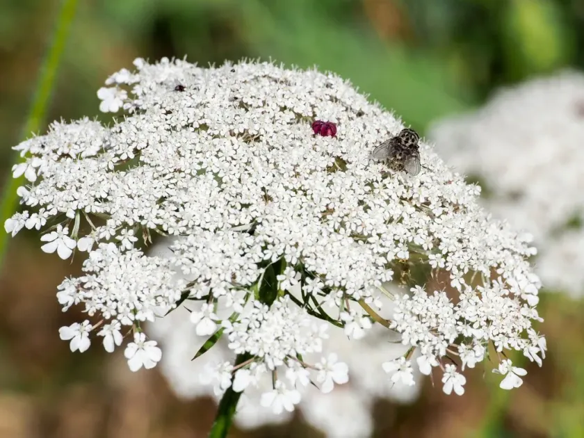 Black-flowered carrot