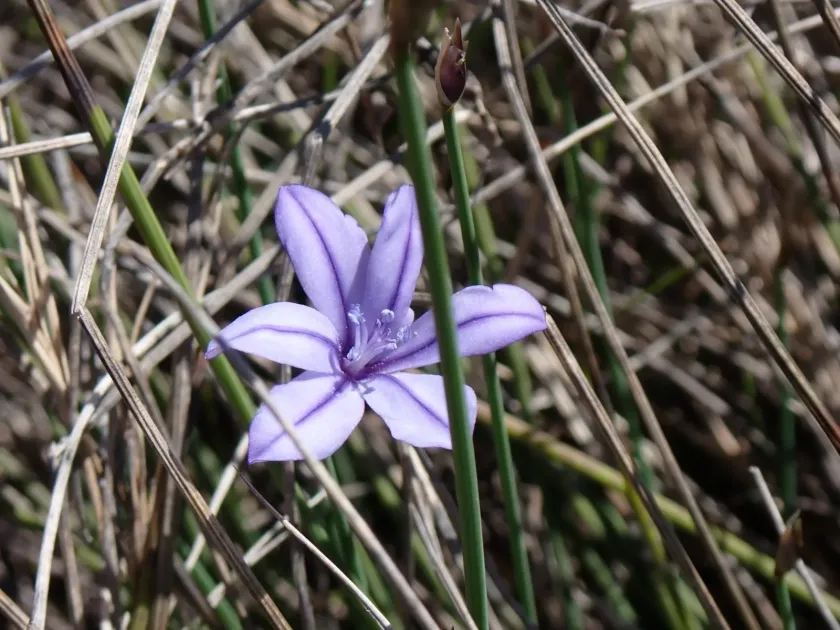 Blue lily grass