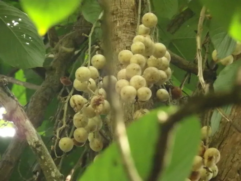 Baccaurea motleyana