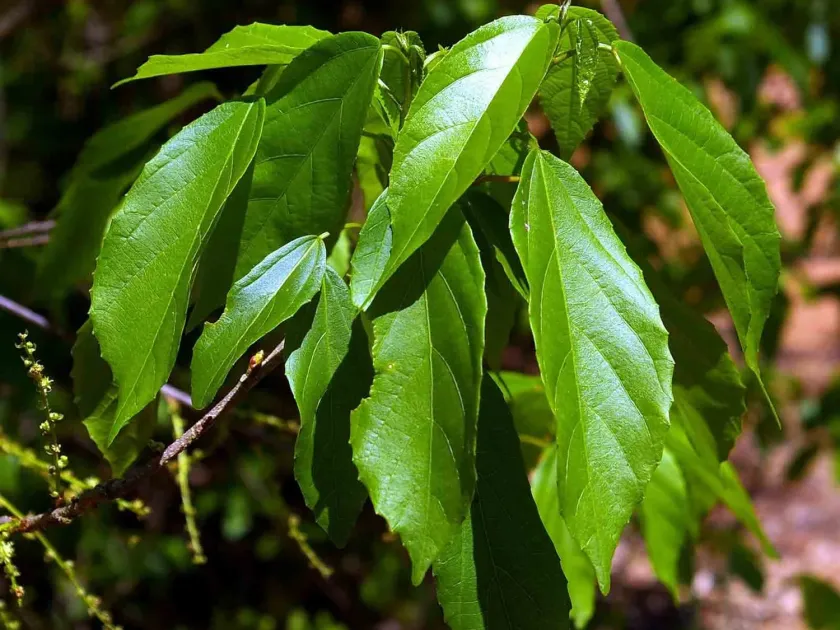 Alchornea laxiflora