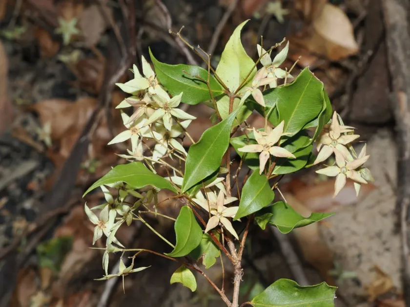 Backhousia myrtifolia