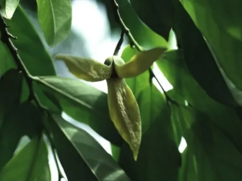 Annickia chlorantha