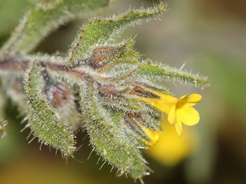 Alkanna lutea