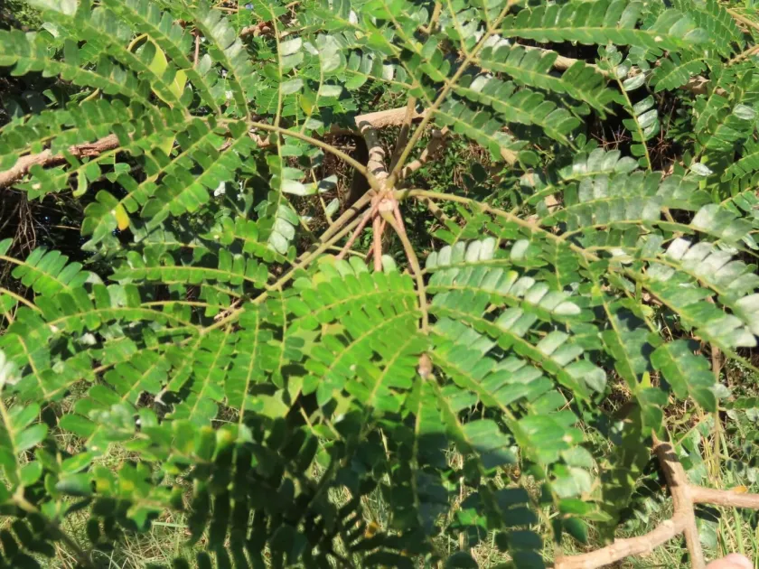 Albizia adianthifolia