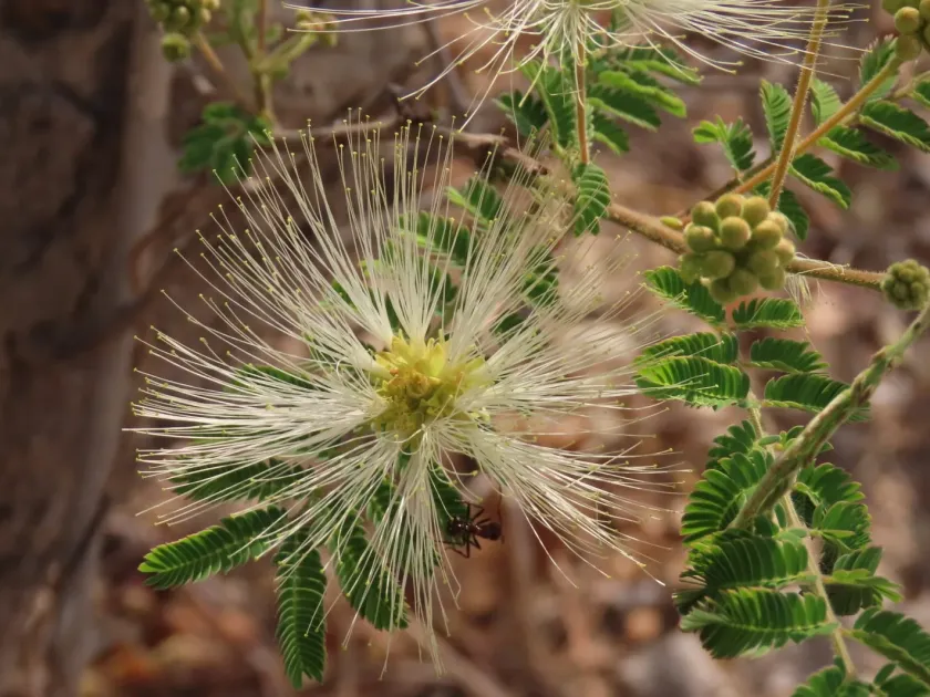 Albizia harveyi