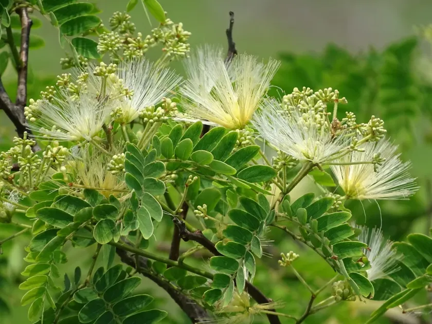 Albizia kalkora