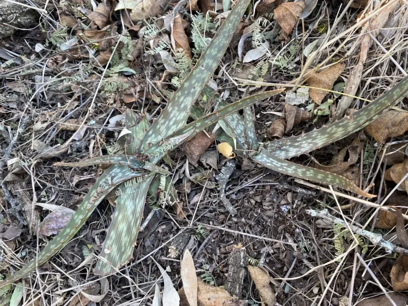 Aloe parvibracteata