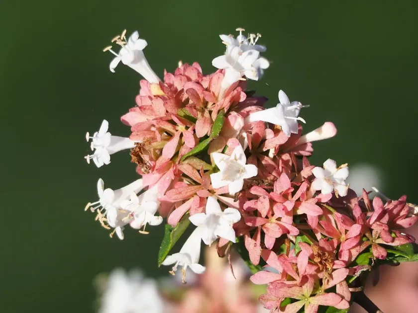 Glossy Abelia