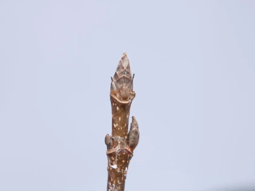 Клен цукровий