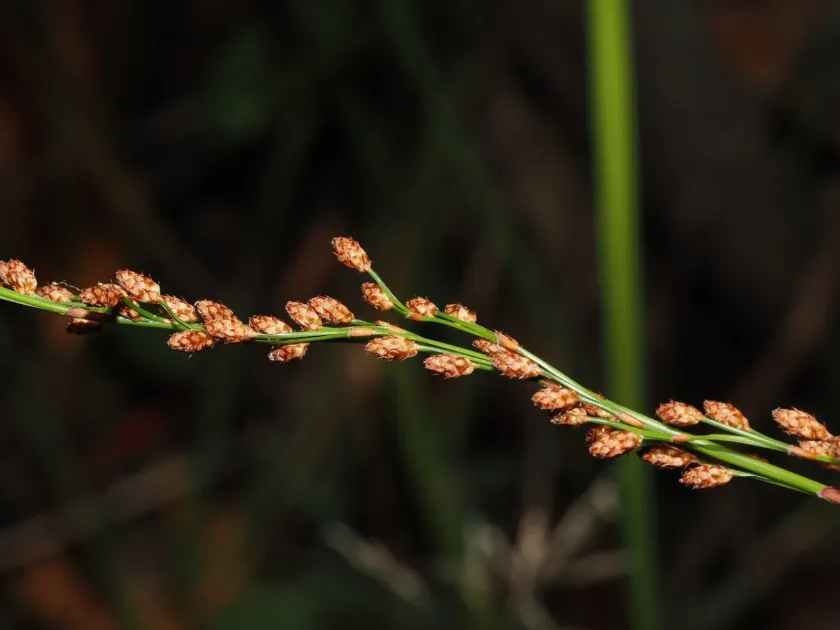 Baloskion tetraphyllum