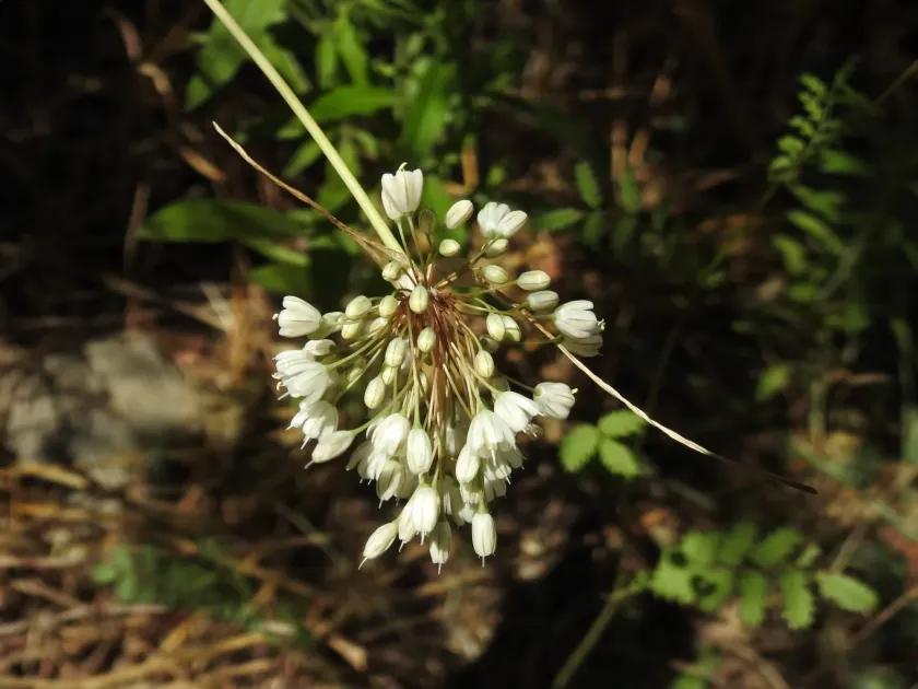 Pale onion