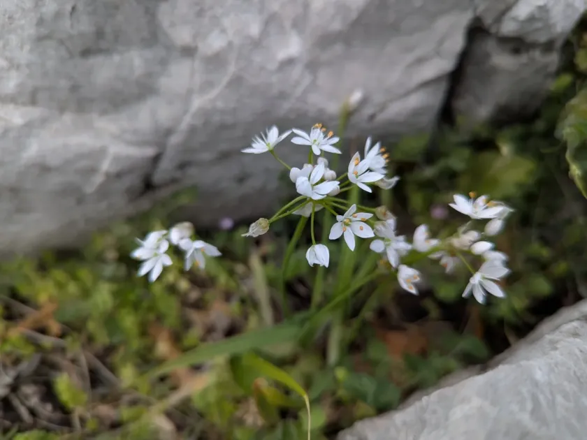 Hairy garlic