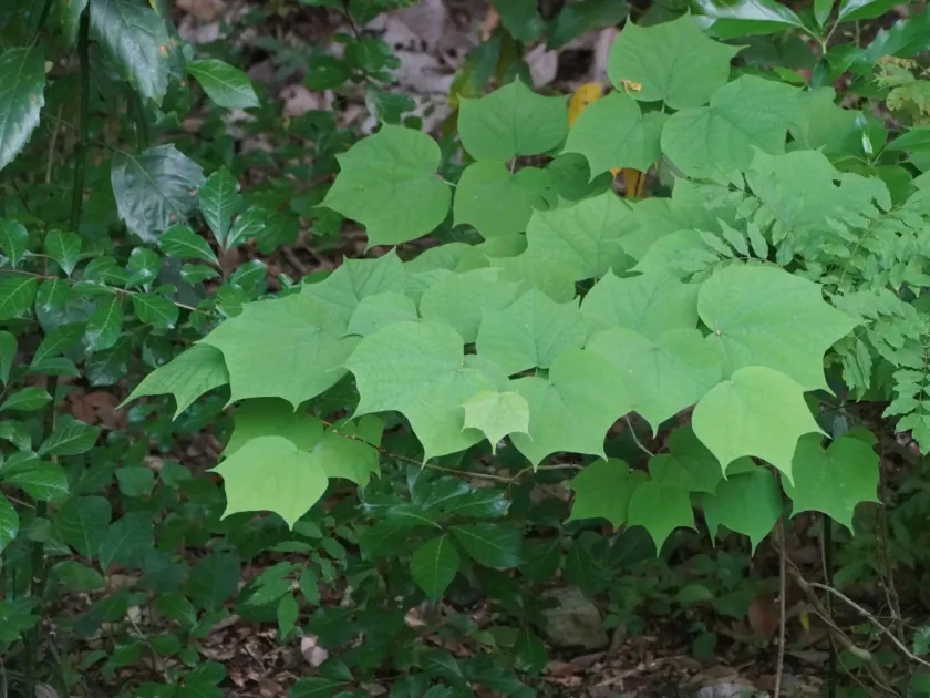 Alangium platanifolium