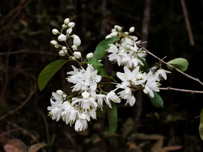 Alniphyllum hainanense
