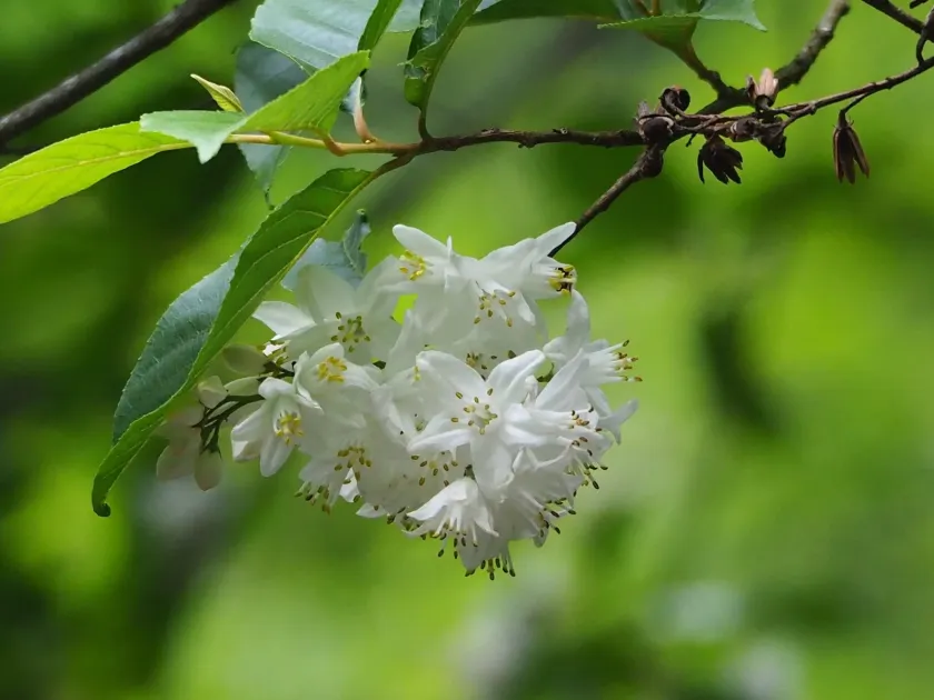 Альніфіллум крилатонасінний