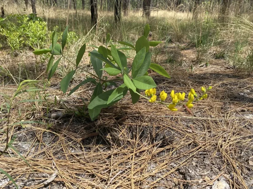 Baptisia