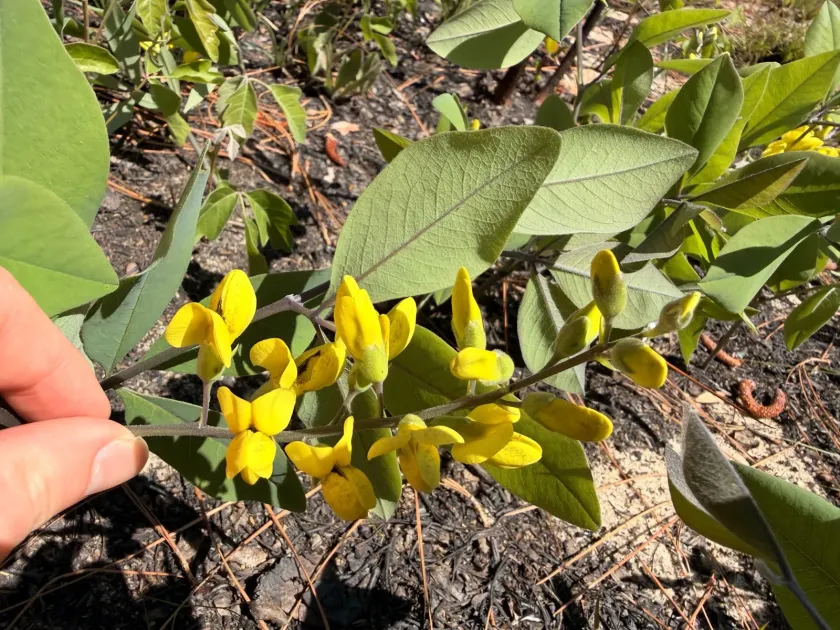 Baptisia cinerea