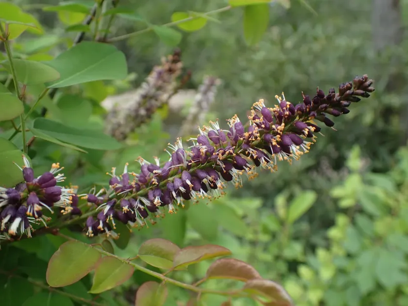 Smooth false indigo