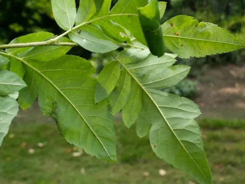 Amelasorbus raciborskiana