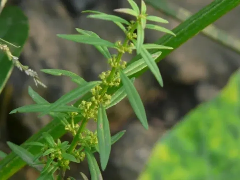 Ammannia nodiflora