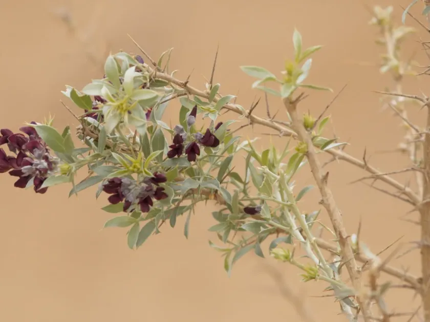Ammodendron conollyi