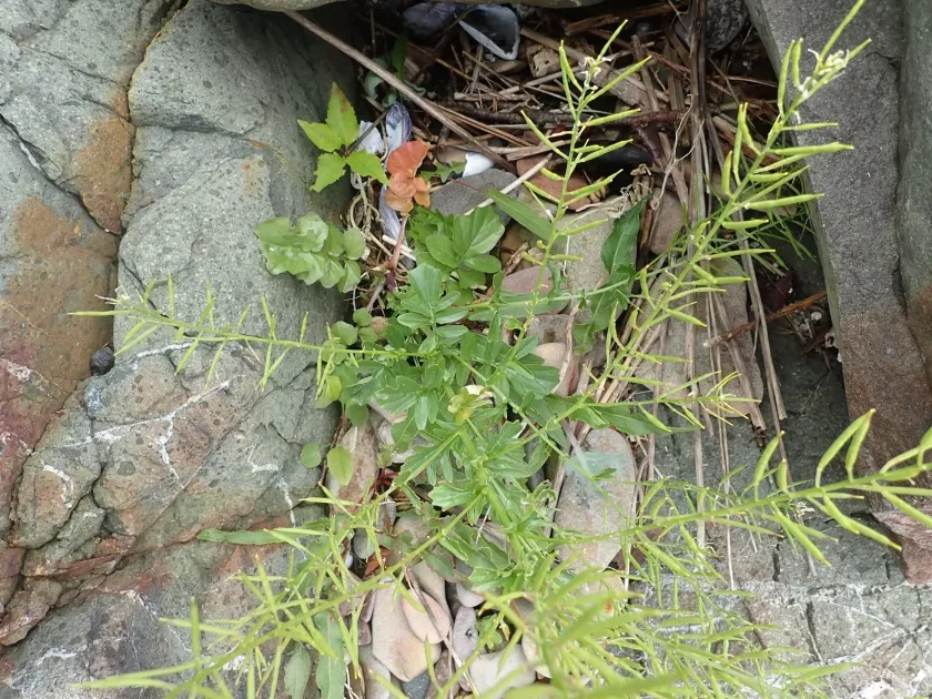Wintercress