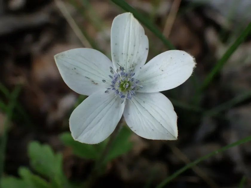Eriocapitella rivularis