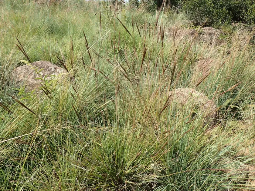 Diheteropogon amplectens