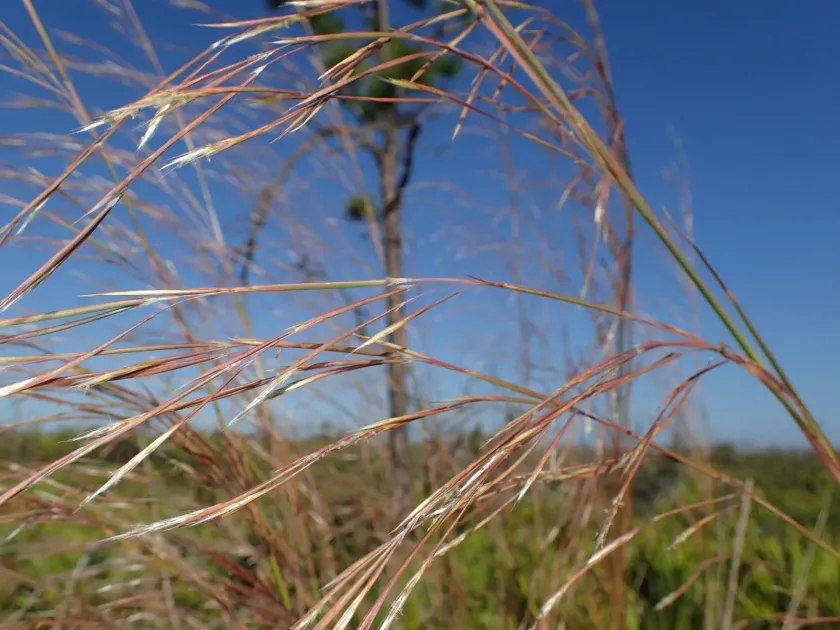 Short-spike bluestem
