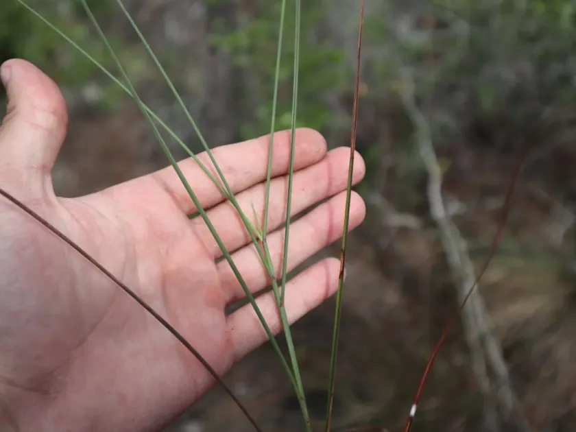 Rhizomatous bluestem