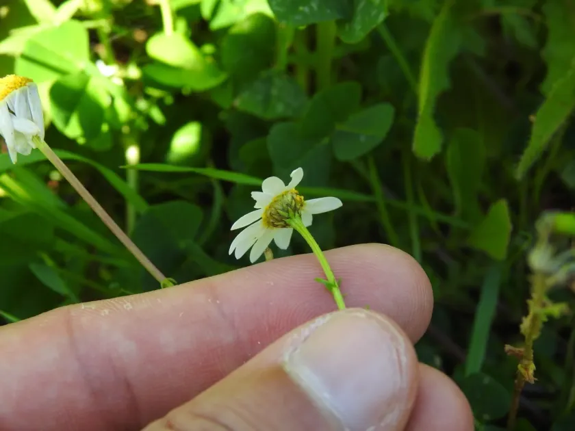 Brown chamomile