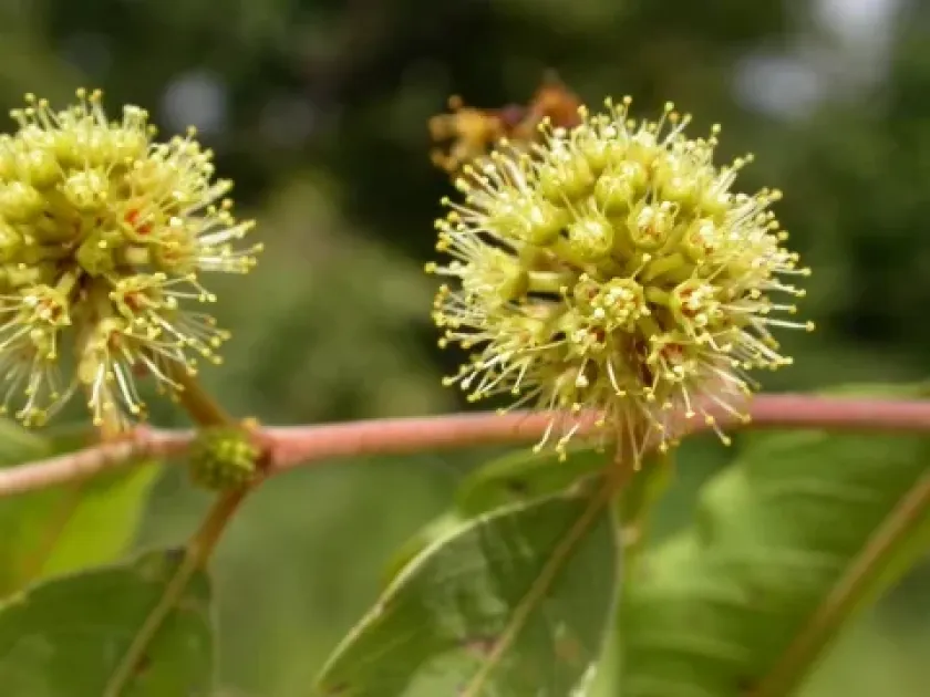 Terminalia leiocarpa